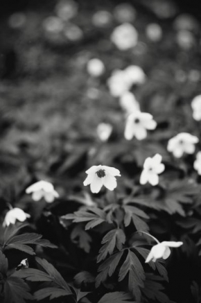 Odhalené půvaby rostlin - Bílé kvítky