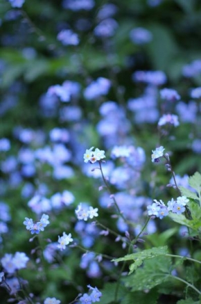 Odhalené půvaby rostlin - Modré kvítky