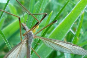 Fotograf roku v přírodě 2011 - Komár
