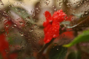 Odhalené půvaby rostlin - Po dešti
