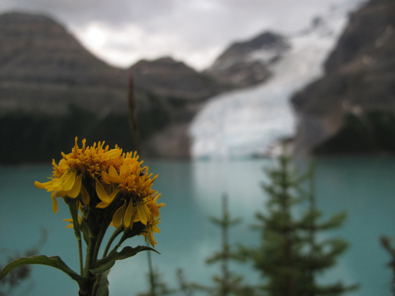 Horska kvetina s ledovcem v pozadi
