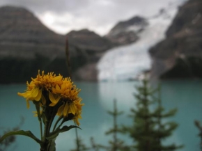 Karla Jost - Horska kvetina s ledovcem v pozadi