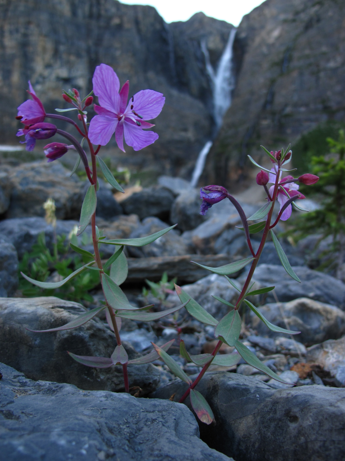 Kvetina a vodopad