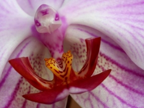 Petr Kakrda - Bájný Fénix povstal z orchideje