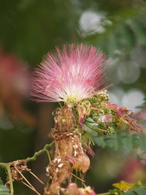 Odhalené půvaby rostlin - Květ Albizie