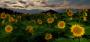 Šárka Svobodová -Večerní slunečnice