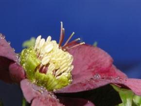 Odhalené půvaby rostlin - Čemeřice černá - Helleborus niger