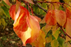 Odhalené půvaby rostlin - Podzim