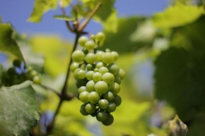 Odhalené půvaby rostlin - Víno