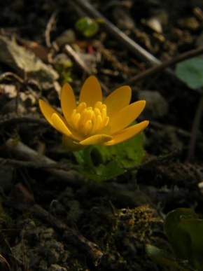 Odhalené půvaby rostlin - Žlutý květ
