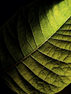 Odhalené půvaby rostlin - Fotograf roku - Junior - Jednoduchost
