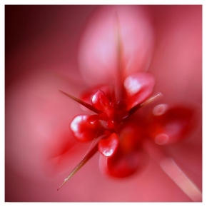 Odhalené půvaby rostlin - Fotograf roku - TOP 20 - Červené pichlavé nebezpečí