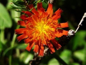 Odhalené půvaby rostlin - Oranžová krása jestřábníku