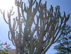 Letem exotickým světem - Kaktus1