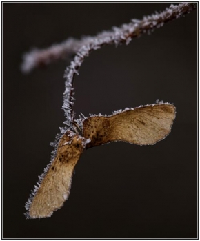 Odhalené půvaby rostlin - Fotograf roku - Kreativita - Nosy