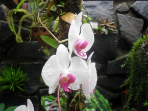 Odhalené půvaby rostlin - Bílá Kráska