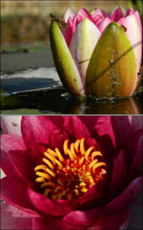 Odhalené půvaby rostlin - Water-lily