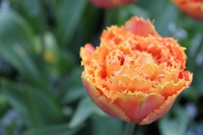 Odhalené půvaby rostlin - Tulipán