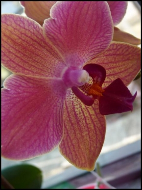 Odhalené půvaby rostlin - Orchidej