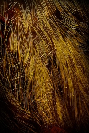 Odhalené půvaby rostlin - Fotograf roku - Kreativita - Zlaté vlasy jezerní paní