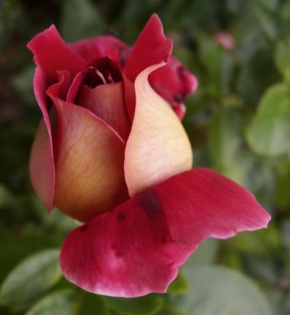 Odhalené půvaby rostlin - Rose