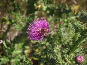 Odhalené půvaby rostlin - Včelka a bodlák