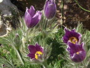 Odhalené půvaby rostlin - Jarní pozdrav