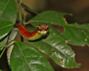Fotograf roku v přírodě 2011 - Malajská džungle skrývá krásu i nebezpečí.