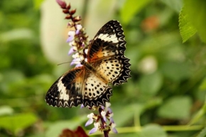 Fotograf roku v přírodě 2011 - Na křídlech motýlích