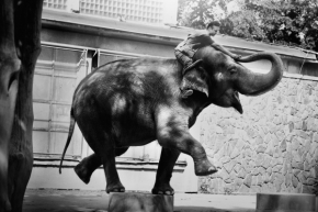 Fotograf roku v přírodě 2011 - Cvičení slonů