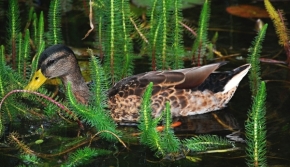 Fotograf roku v přírodě 2011 - Duck.