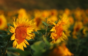 Fotograf roku v přírodě 2011 - mezi slunečnicemi