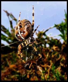 Fotograf roku v přírodě 2011 - Pavúčik:)