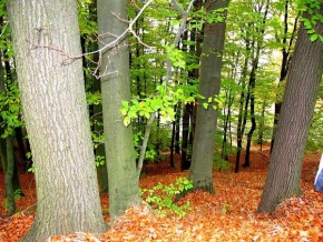Stromy v krajině - Podzimní zlato