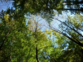 Fotograf roku v přírodě 2011 - v lese