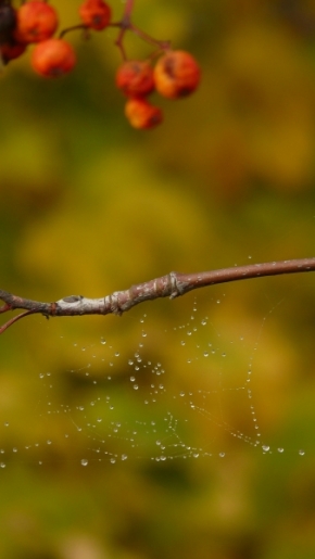 Fotograf roku v přírodě 2011 - pavučinka