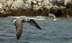 Fotograf roku v přírodě 2011 - mít tak křídla ...