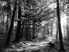 Černobílá fotografie - do lesa