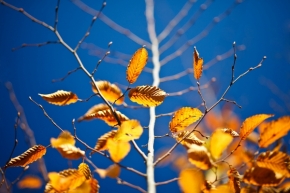 Fotograf roku v přírodě 2012 - Jesenné farby