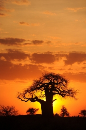 Moje Krajina - západ v krajině baobabů