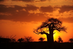 Moje Krajina - krajina baobabů