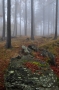 Lenka Křížová -Podzim v lese