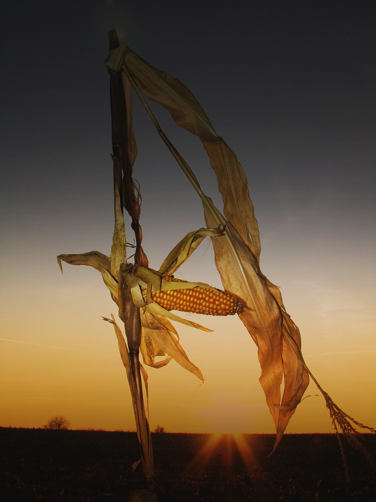 Poslední kukuřice