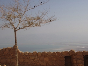 Stromy v krajině - Masada