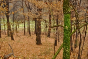 David Rychtár - Zelená v lese