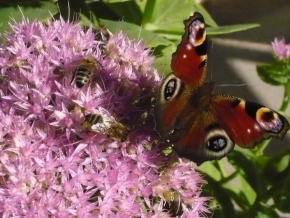 Makro v přírodě - motýl a včelky