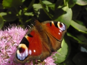 Makro v přírodě - motýl