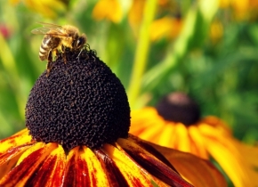 Makro v přírodě - Pilná včelka