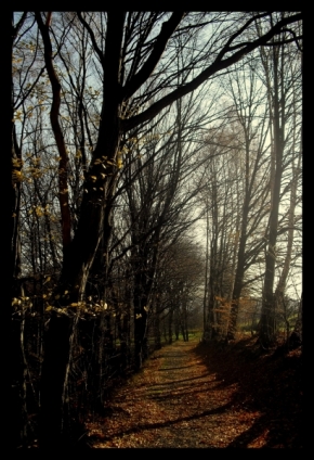 Kateřina Bačová - Cesta lesem