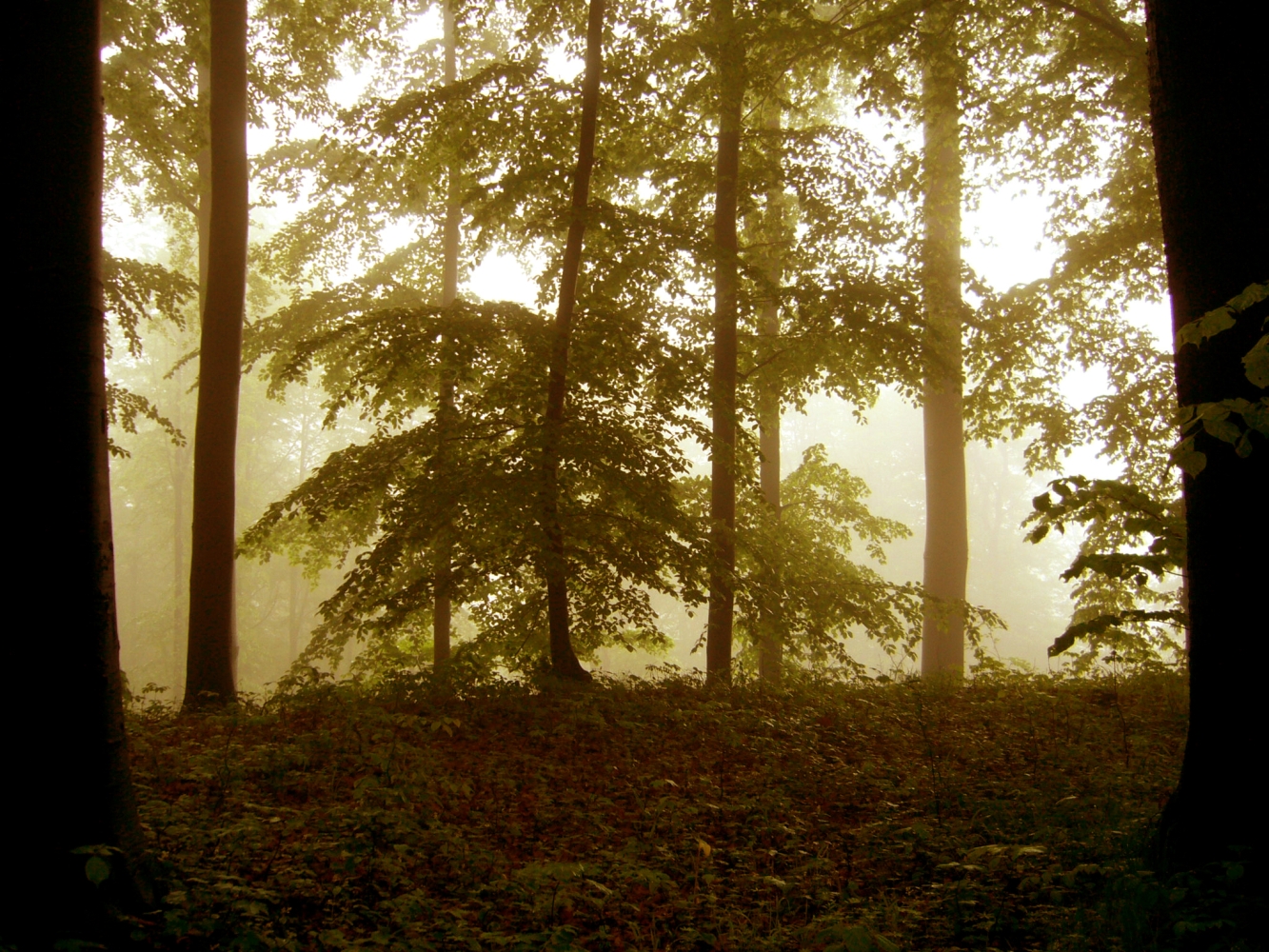 les v mlze